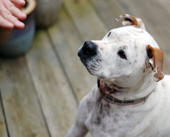 Make Your Own Banana Flax Vegan Dog Biscuits White dog looking at hand