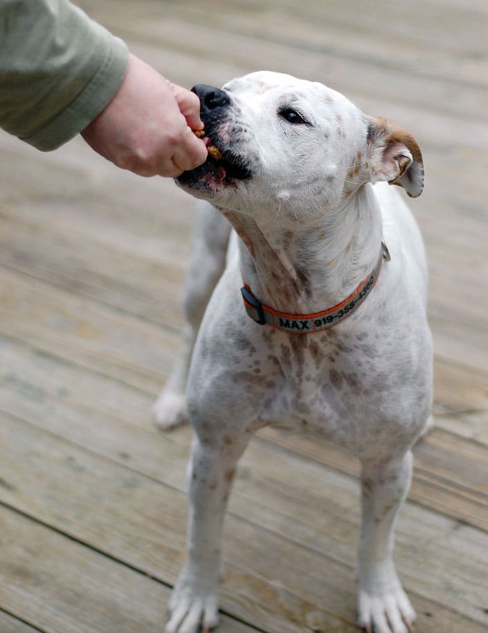 Make Your Own Banana Flax Vegan Dog Biscuits White dog taking cookie from a hand