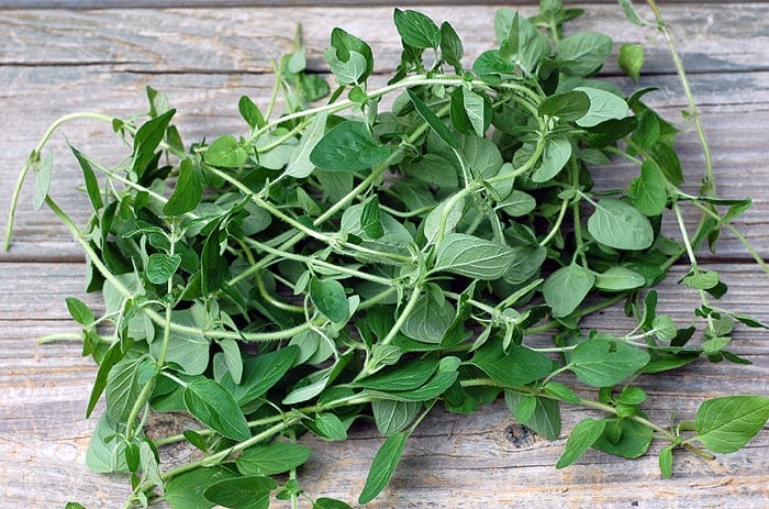 Quick and Easy Fresh Oregano Vegan Pesto