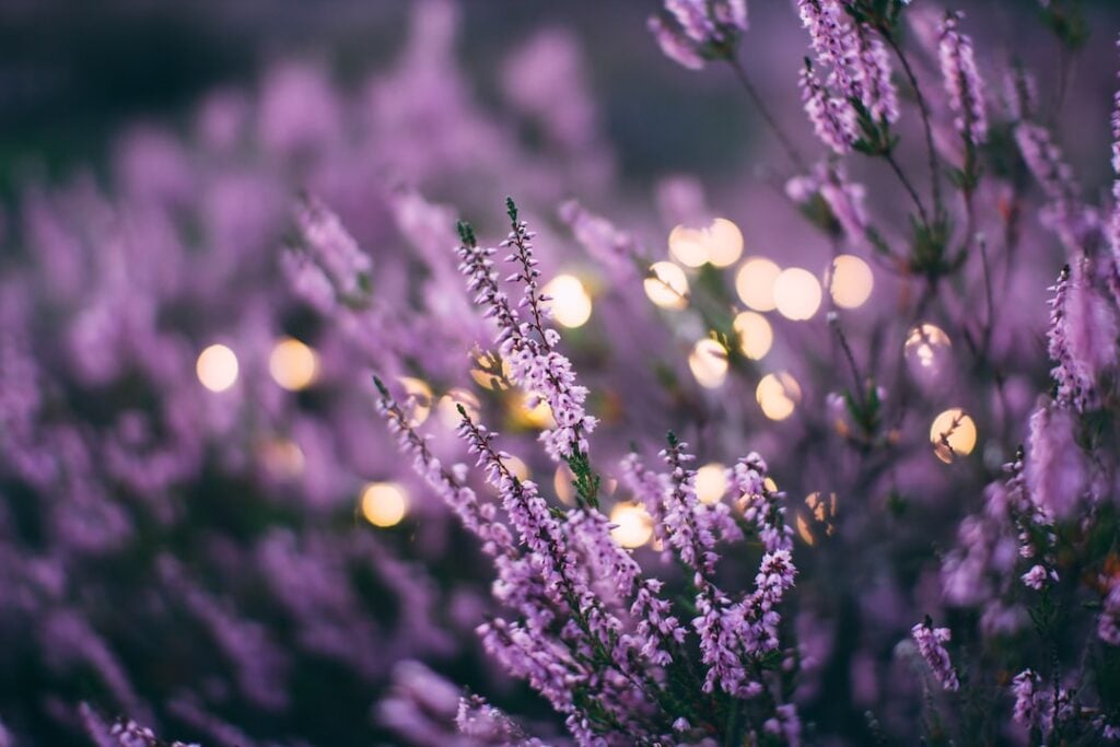Lavender plants in a field.